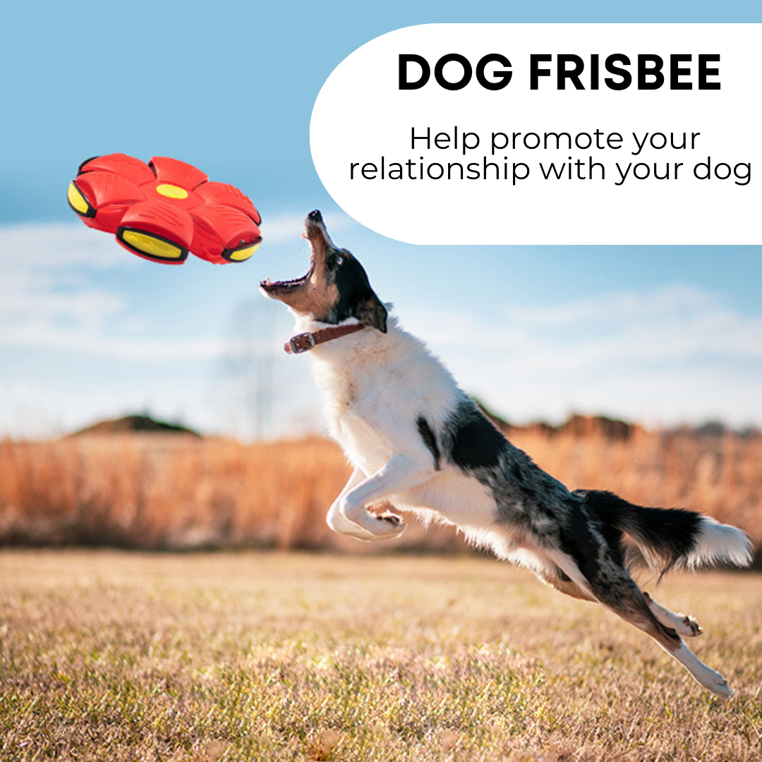 Meldrune™ Dog Frisbee